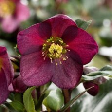 Helleborus ‘Ice N Roses Red’ 3L