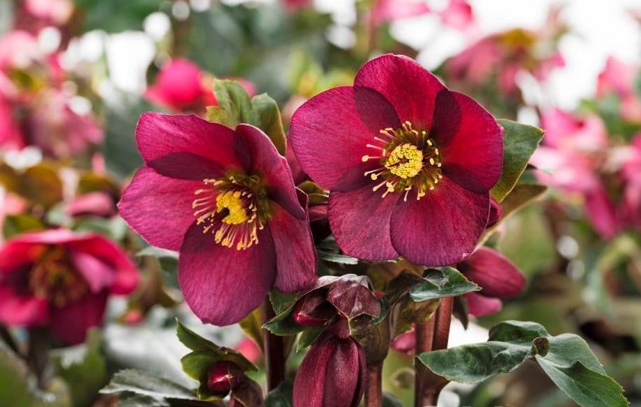 Helleborus ‘Ice N Roses Red’ 3L 5023242360294