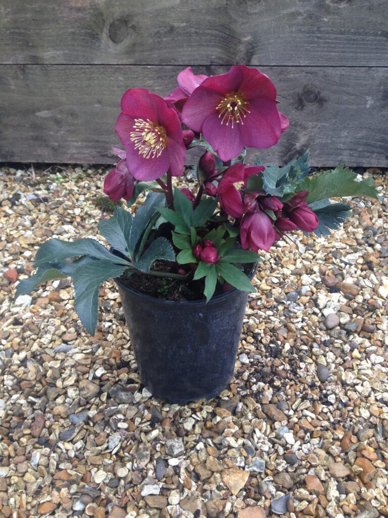 Helleborus ‘Ice N Roses Red’ 3L 5023242360294