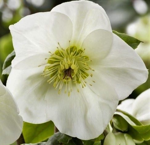 Helleborus ‘Ice N Roses White’ 3L 5023242360300