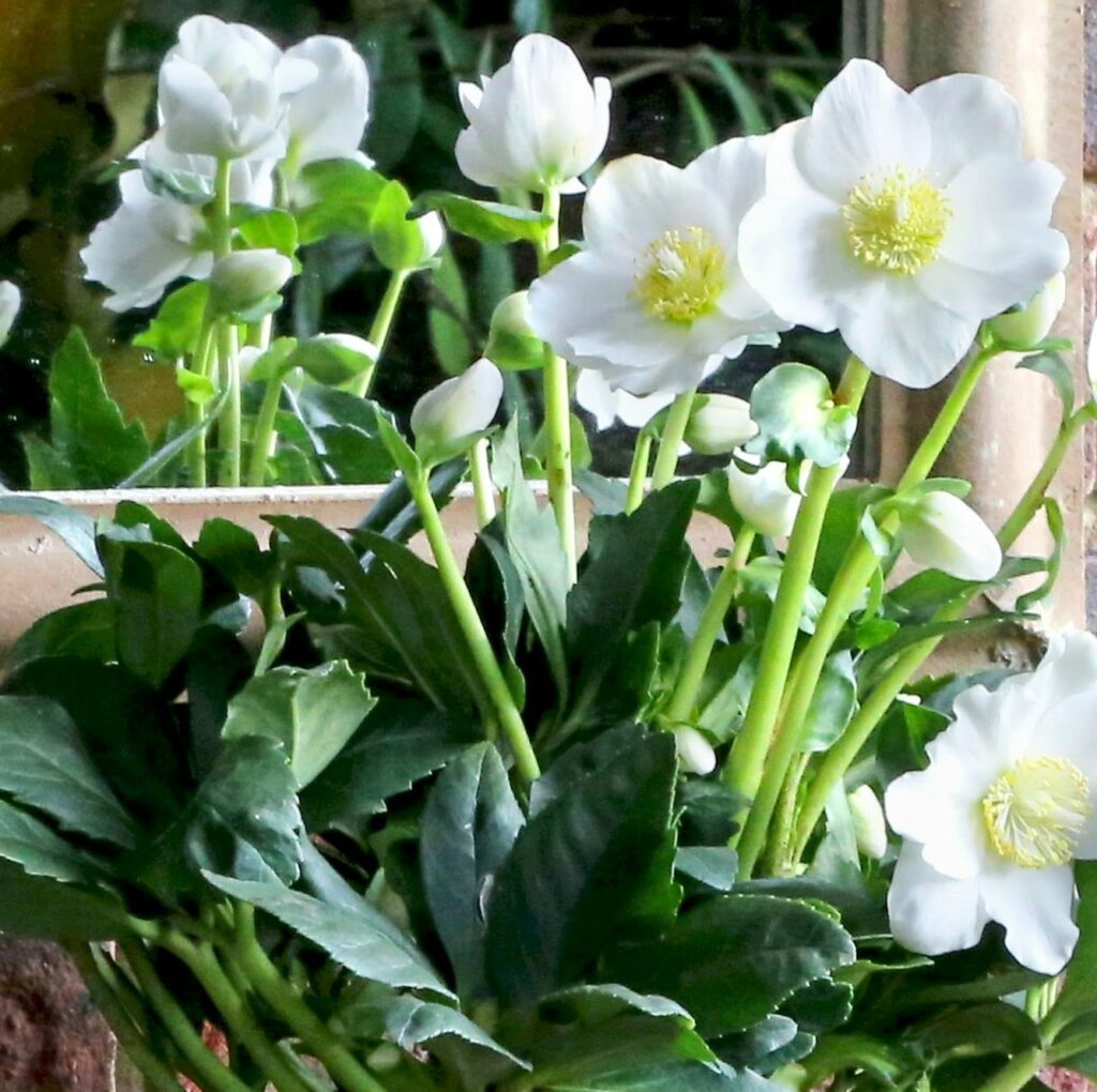 Helleborus niger ‘Wintergold’ 2L 5023242336299