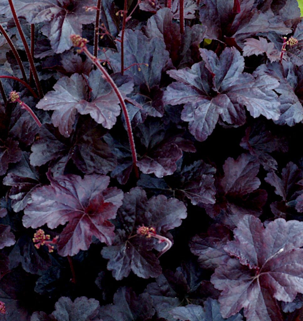 Heuchera ‘Obsidian’ 2L 5023242347608