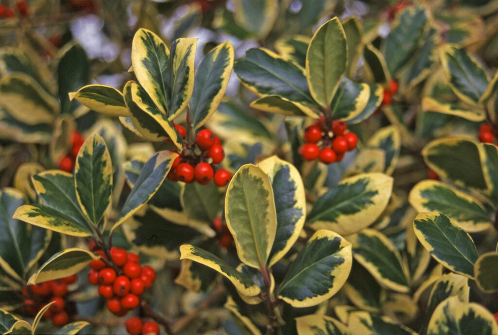 Ilex altaclerensis ‘Golden King’ 3L 5023242189192