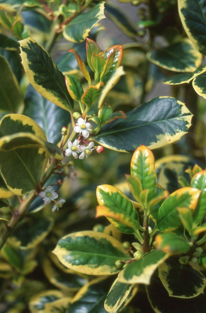 Ilex altaclerensis ‘Golden King’ 3L 5023242189192