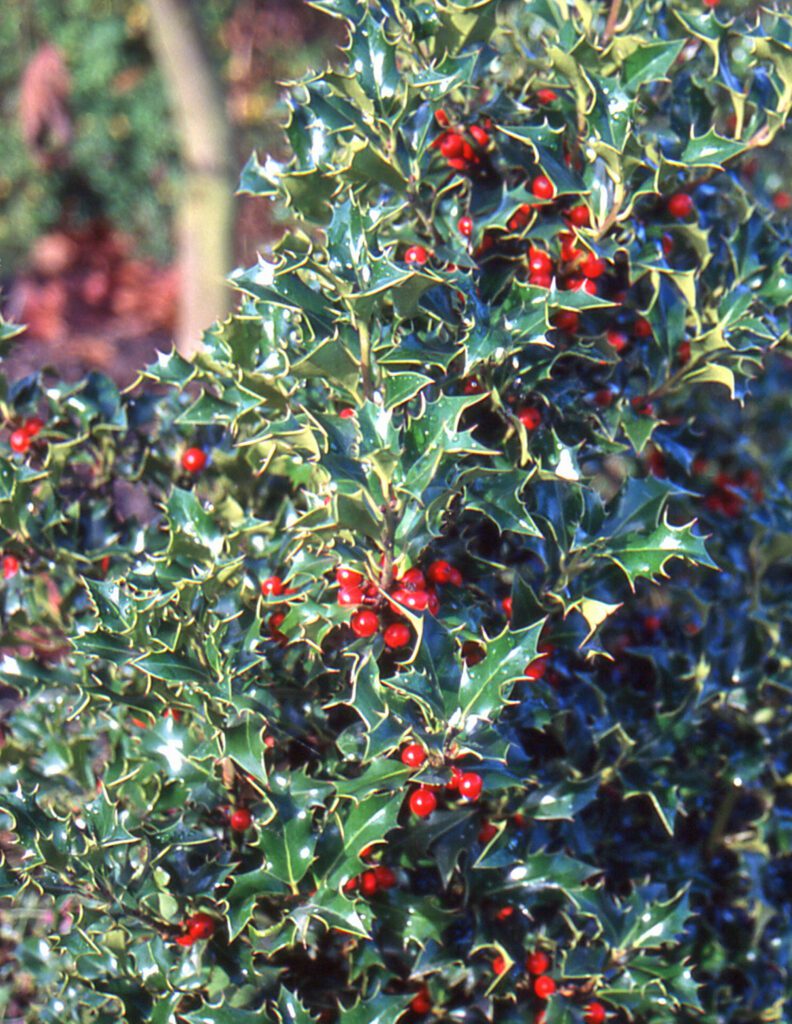 Ilex aquifolium ‘Alaska’ 3L 5023242318257