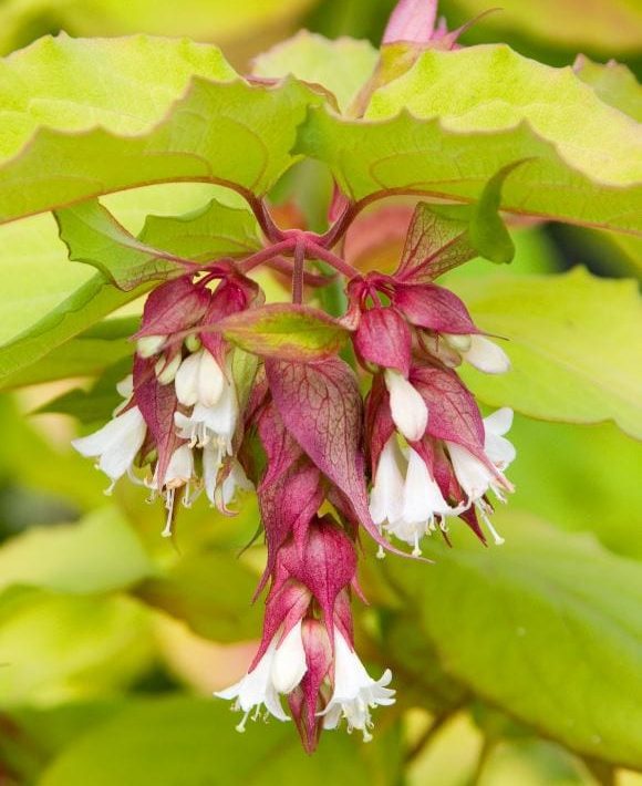 Leycesteria formosa ‘Little Lanterns’ 3L 5023242378107