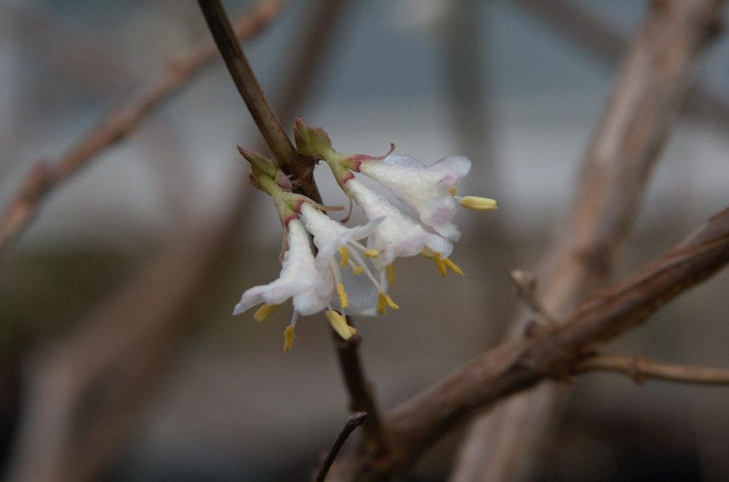 Lonicera x purpusii ‘Winter Beauty’ 3L 5023242172545