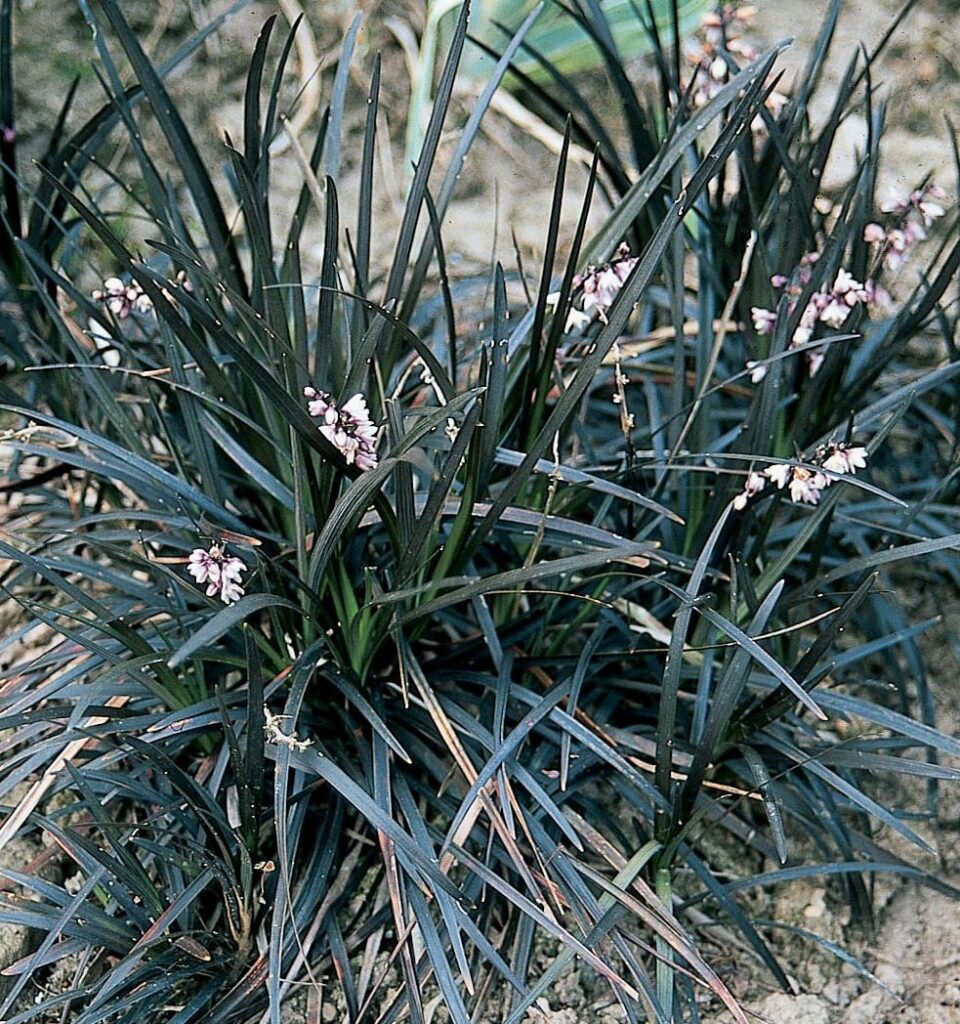 Ophiopogon planiscapus ‘Nigrescens’ 2L 5023242356112