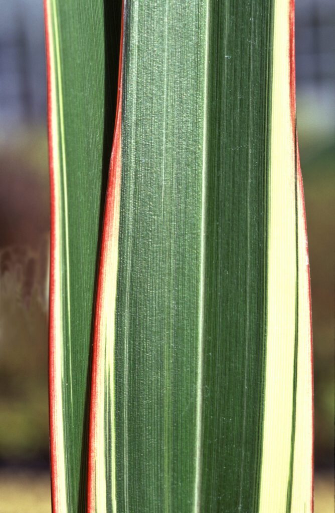 Phormium cookianum subsp. hookeri ‘Tricolor’ 3L 5023242204987