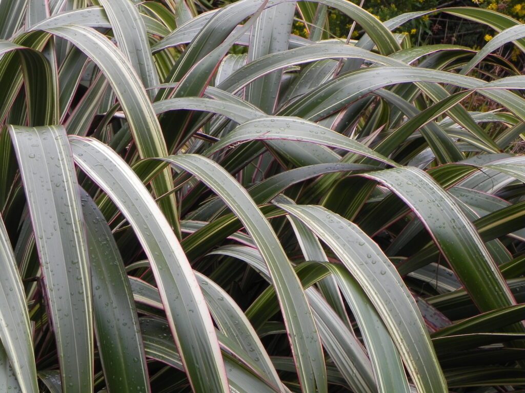 Phormium cookianum subsp. hookeri ‘Tricolor’ 3L 5023242204987