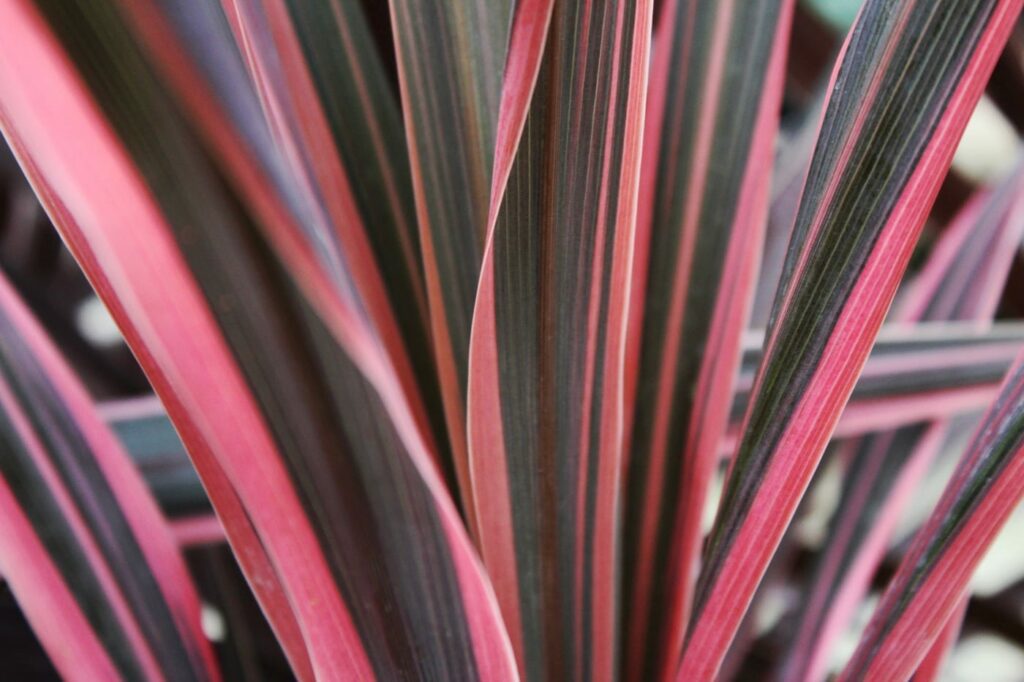 Phormium ‘Maori Queen’ 3L 5023242255637