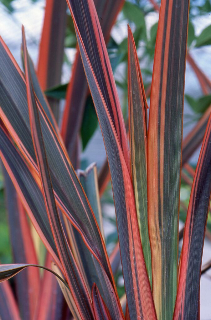 Phormium ‘Maori Queen’ 3L 5023242255637