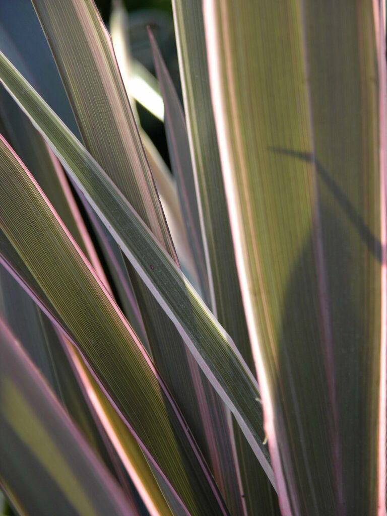 Phormium ‘Pink Stripe’ 3L 5023242255620