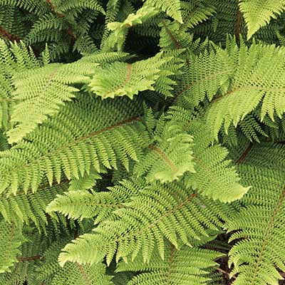 Polystichum setiferum ‘Herrenhausen’ 2L 5023242343778