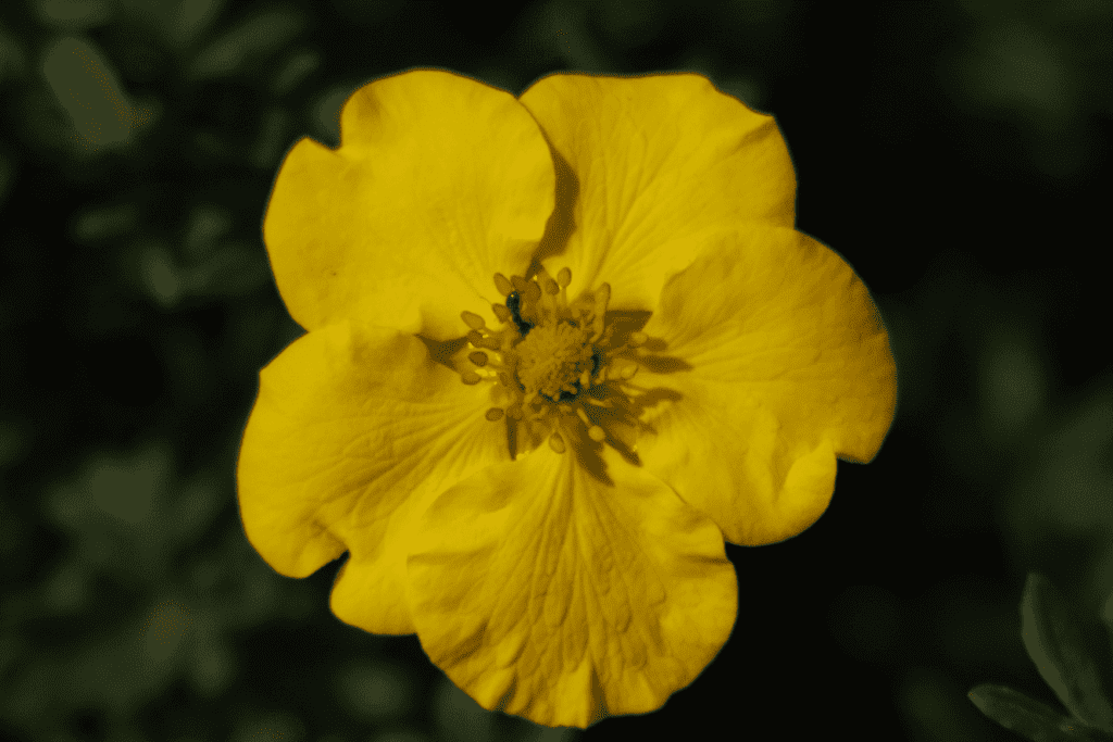 Potentilla fructicosa ‘Goldstar’ 3L 5023242212470