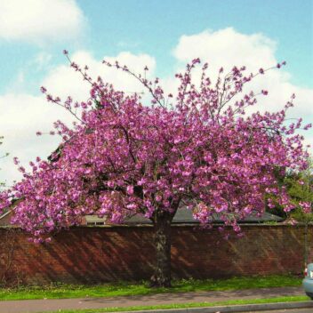 Buy Prunus 'Kanzan' Tree | Hillier Trees