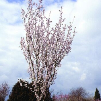 Buy Prunus ‘Spire’ Tree | Hillier Trees