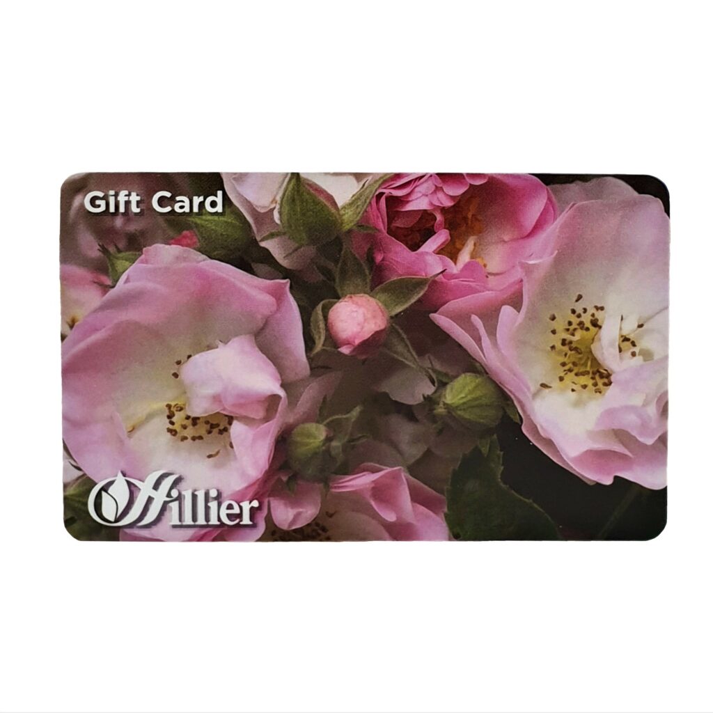 Hillier Gift Card – Rose 00284914