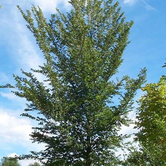 Buy Ulmus ‘Lobel’ Tree | Hillier Trees