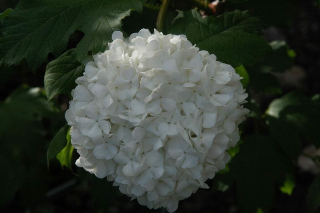 Viburnum opulus ‘Roseum’ 3L 5023242372525