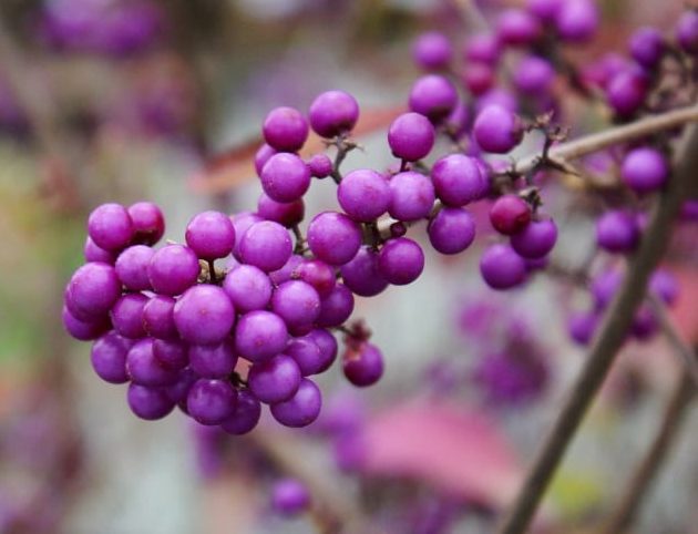 Callicarpa bodinieri ‘Profusion’ 3L 5023242204451