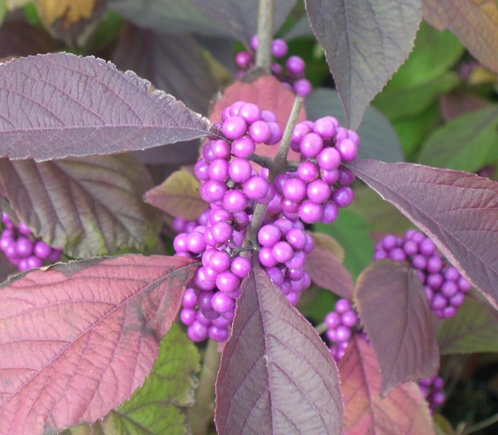 Callicarpa bodinieri ‘Profusion’ 3L 5023242204451