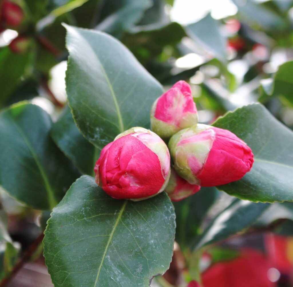 Camellia japonica ‘Dr King’ 3L 5023242327877