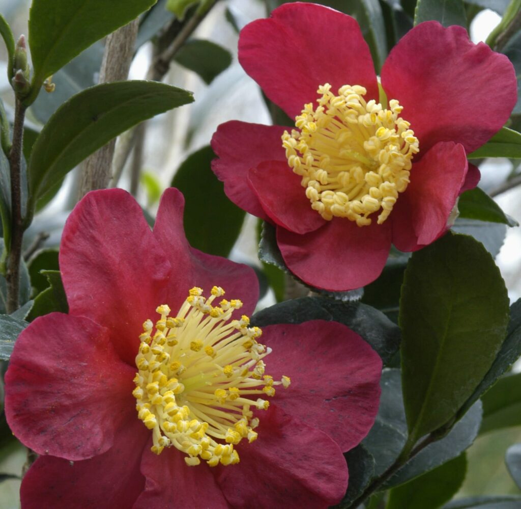 Camellia x vernalis ‘Yuletide’ 5L 5023242344676