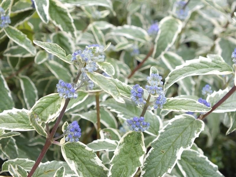 Caryopteris x clandonensis ‘White Surprise’ 3L 5023242376424