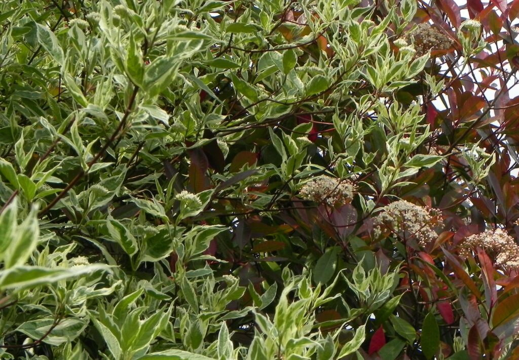 Cornus alba ‘Elegantissima’ 3L 5023242378411