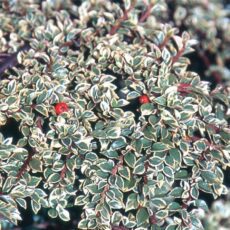 Cotoneaster atropurpureus ‘Variegatus’ 2L