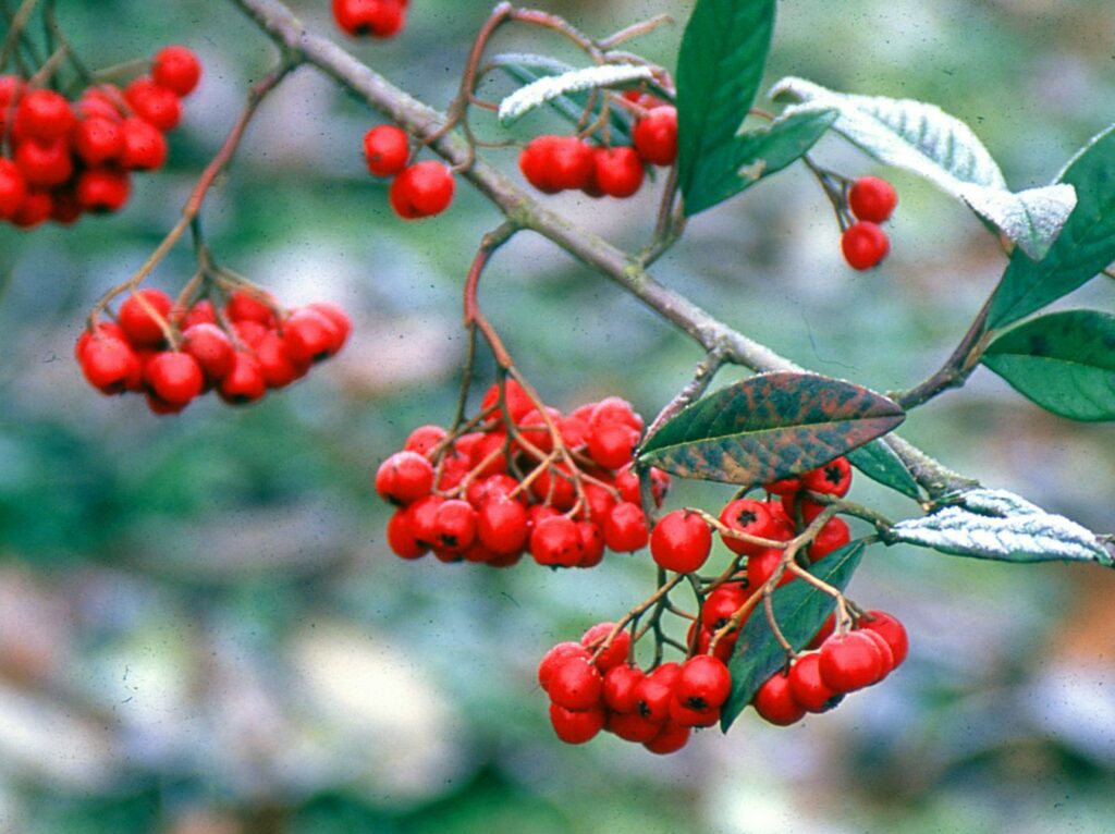 Cotoneaster frigidus ‘Cornubia’ 3L 5023242315201