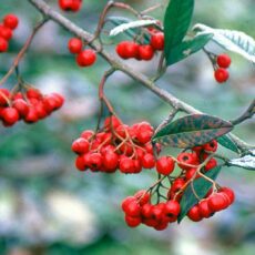 Cotoneaster frigidus ‘Cornubia’ 3L