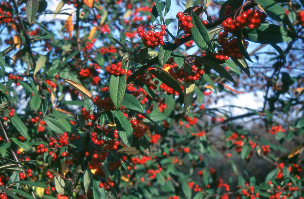 Cotoneaster frigidus ‘Cornubia’ 3L 5023242315201