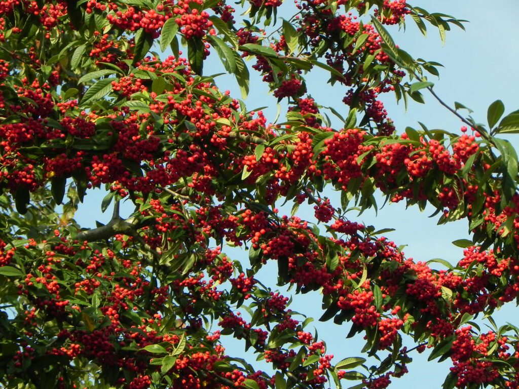 Cotoneaster frigidus ‘Cornubia’ 3L 5023242315201