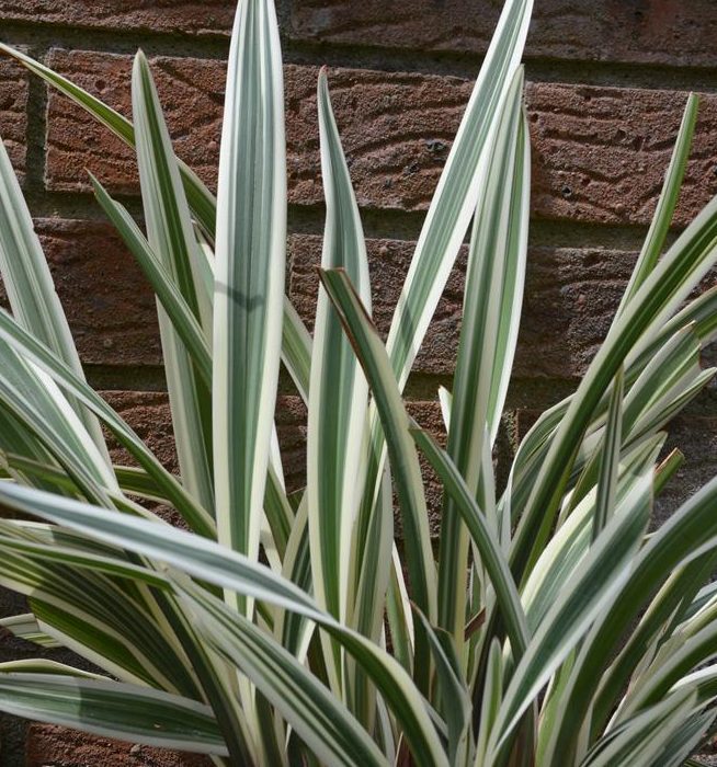 Dianella tasmanica ‘Destiny’ 2L 5023242365237