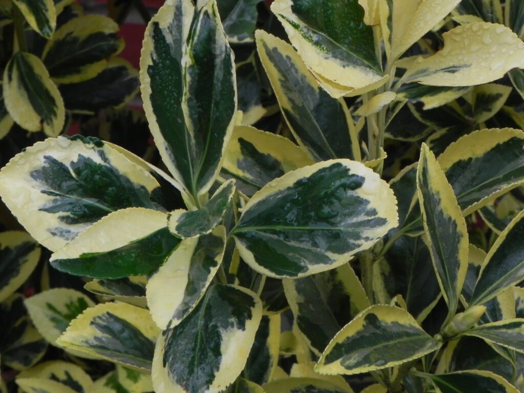 Euonymus japonicus ‘Bravo’ 2L 5023242318875