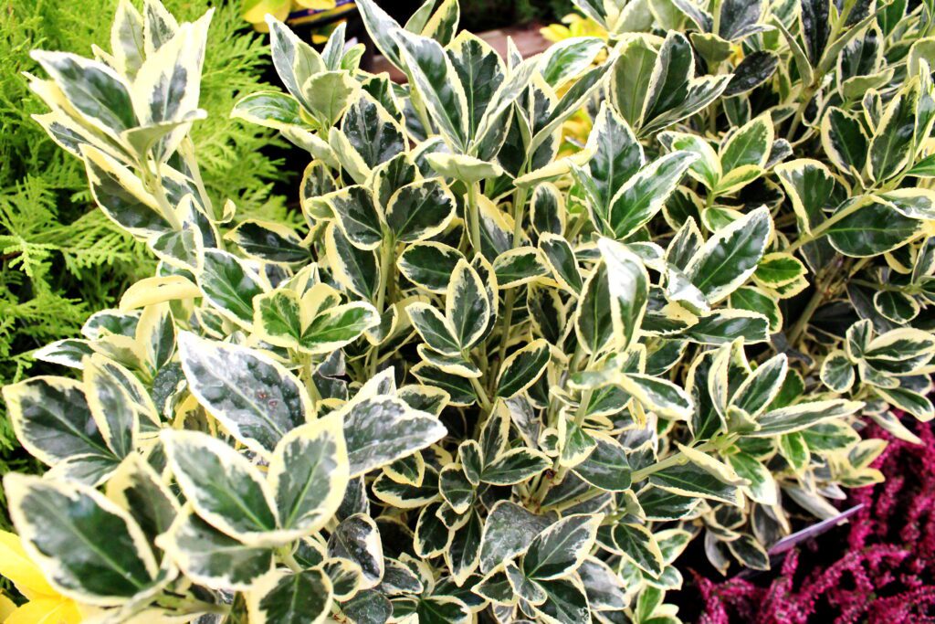 Euonymus japonicus ‘Bravo’ 2L 5023242318875