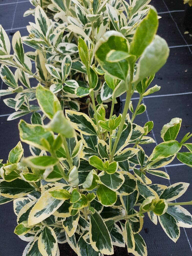 Euonymus japonicus ‘Bravo’ 2L 5023242318875