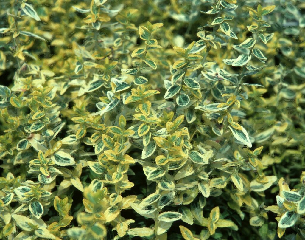 Euonymus fortunei ‘Emerald & Gold’ 2L 5023242310541