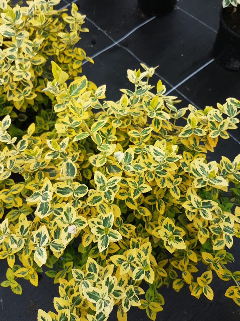 Euonymus fortunei ‘Emerald & Gold’ 2L 5023242310541