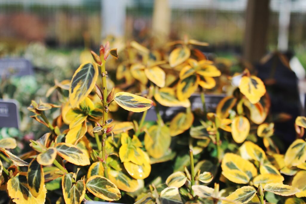 Euonymus fortunei ‘Emerald & Gold’ 2L 5023242310541