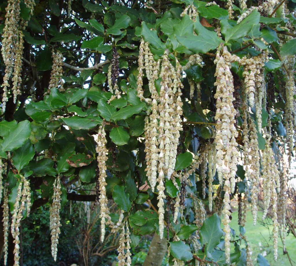 Garrya elliptica ‘James Roof’ 4L 5023242345840