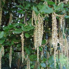 Garrya elliptica ‘James Roof’ 4L