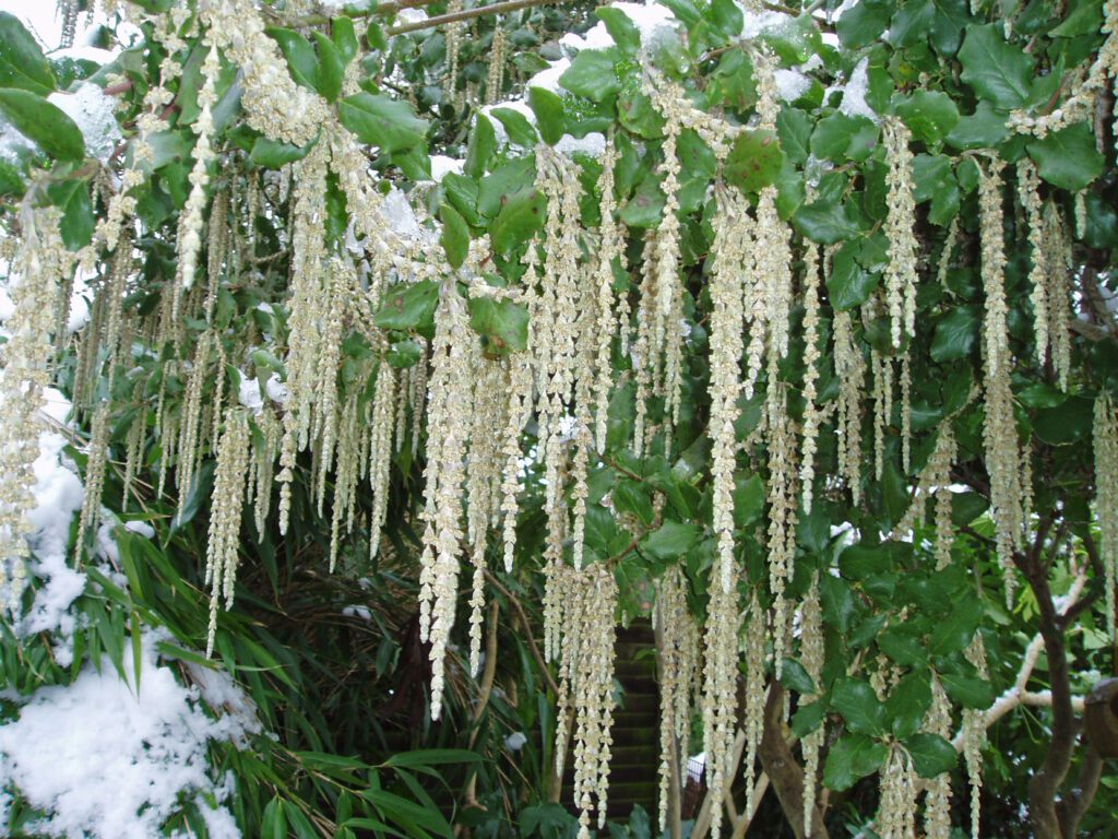 Garrya elliptica ‘James Roof’ 4L 5023242345840