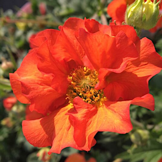 Buy Geum ‘Scarlet Tempest’ 2L Online - Hillier