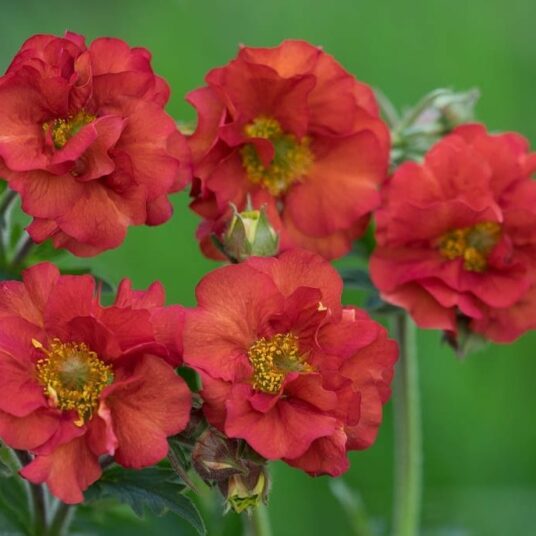 Buy Geum ‘Scarlet Tempest’ 2L Online - Hillier