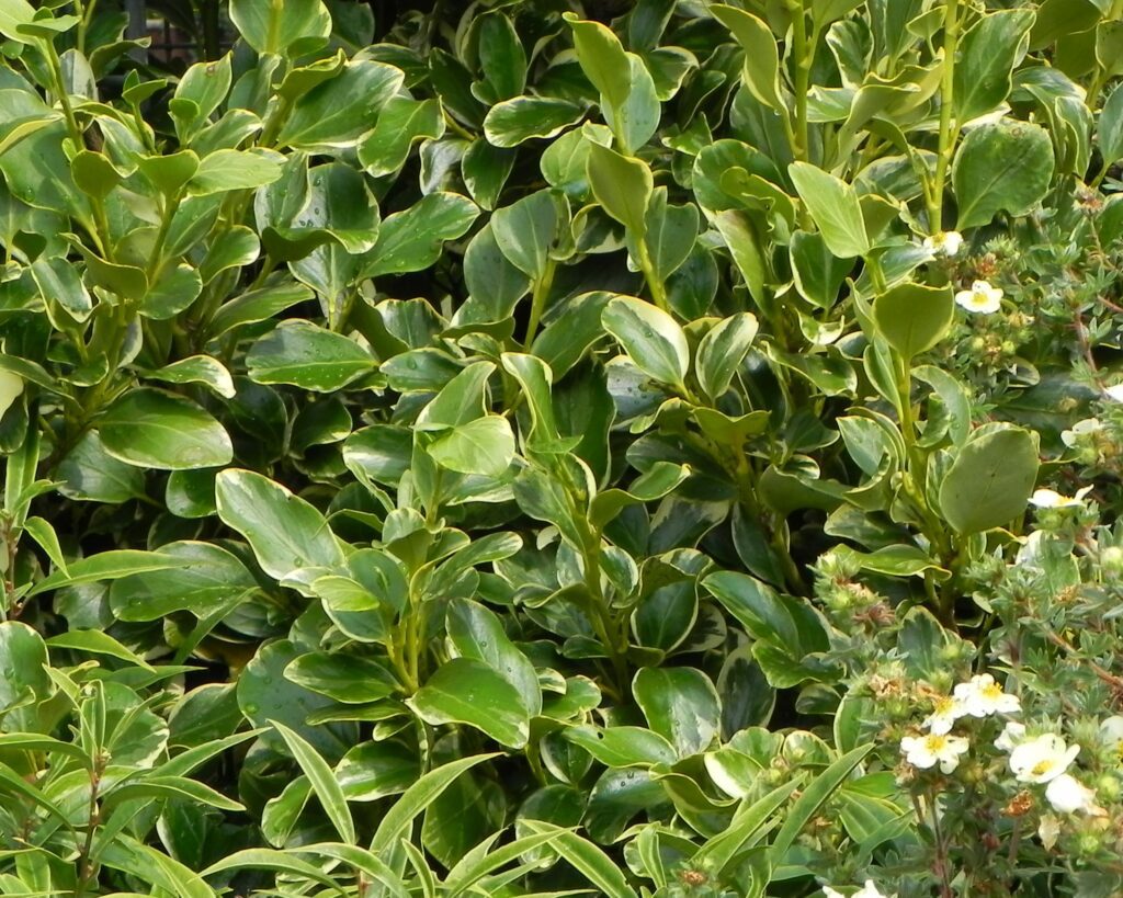 Griselinia littoralis ‘Variegata’ 3L 5023242168999