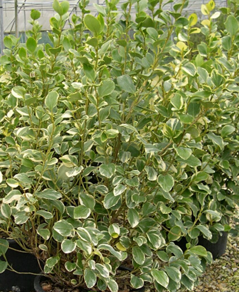 Griselinia littoralis ‘Variegata’ 3L 5023242168999