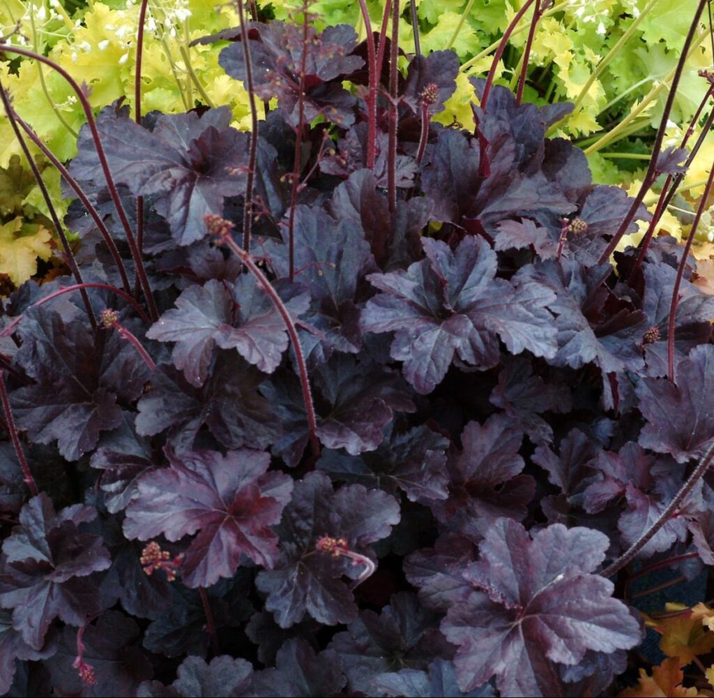 Heuchera ‘Obsidian’ 2L 5023242347608